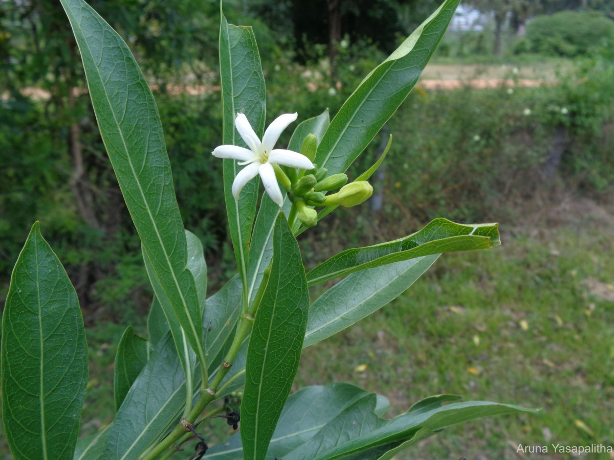 Morinda coreia Buch.-Ham.